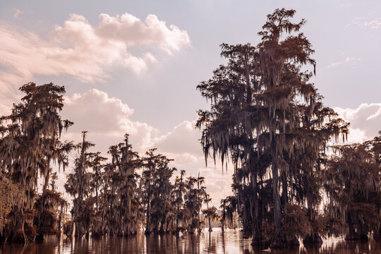 Lake Martin - Louisiana 