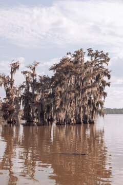 Lake Martin - Louisiana 