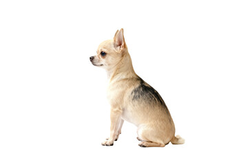Obraz premium Chihuahua Dog Sitting on White Background