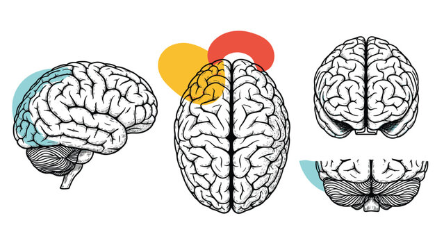 Anatomical sketches of the human brain from various perspectives including side, top, and front views with highlighted regions.