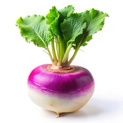 Vibrant fresh turnip with bulbous purple pink crown and green leaves isolated on white