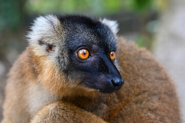 Fototapeta premium Common brown lemur, Eulemur fulvus, Madagascar nature,