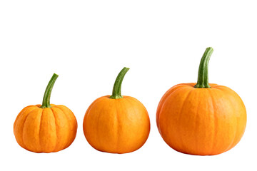 Obraz premium Three Different Sizes of Orange Pumpkins with Green Stems