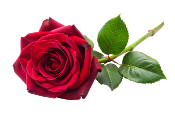 Red Rose with Green Leaves on Black Background flower