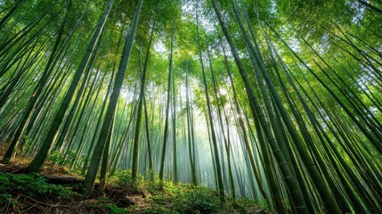 Fototapeta premium Dense bamboo stalks and dappled shade in a lush grove
