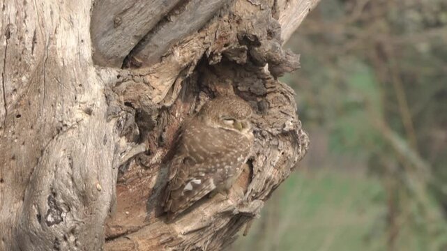 Spotted owlet camouflaged in a tree hollow. slowmotion