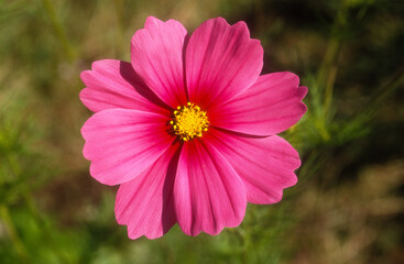 Fototapeta premium cosmos