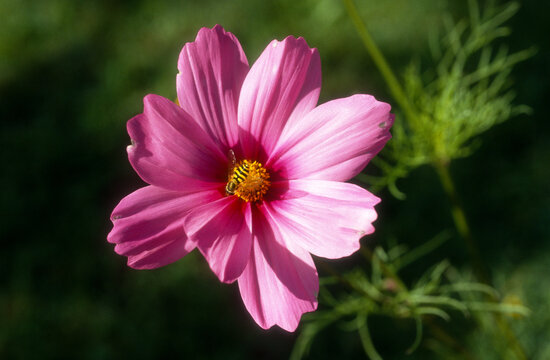 cosmos, syrphe