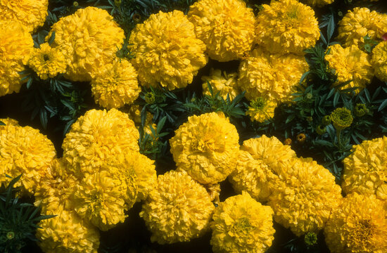 tagettes