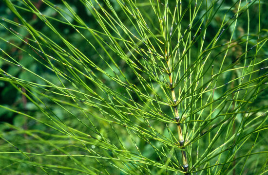 Pr&ecirc;le des marais