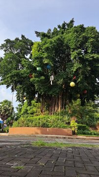 bayan tree with lampions decoration.