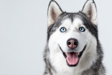Adorable husky portrait: smiling Siberian dog with blue eyes on a stark white background