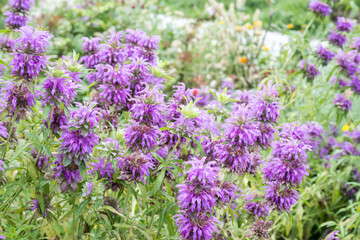 Fototapeta premium Beautiful lemon beebalm (monarda citriodora) flowers.