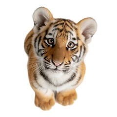 Obraz premium Adorable Young Tiger Cub Close-Up