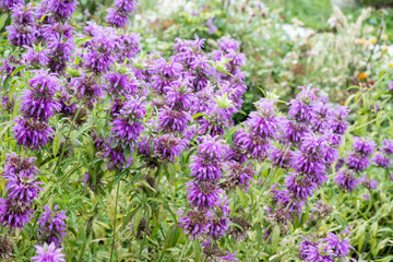Fototapeta premium Beautiful lemon beebalm (monarda citriodora) flowers.