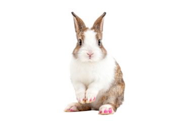 Adorable Brown and White Domestic Rabbit with Pink Nails
