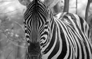 z&egrave;bre dans le parc national d'Etosha en Namibie
