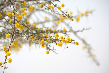 Acacia en fleurs dans le parc national d'Etosha en Namibie
