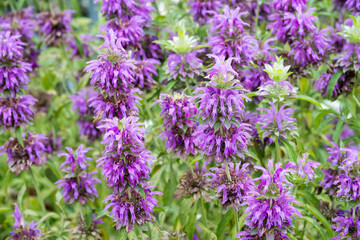 Obraz premium Beautiful lemon beebalm (monarda citriodora) flowers.