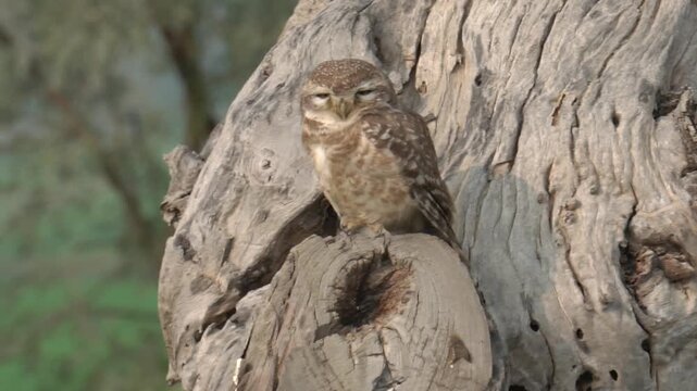 Spotted owlet perched on a tree trunk in its natural habitat, slowmotion