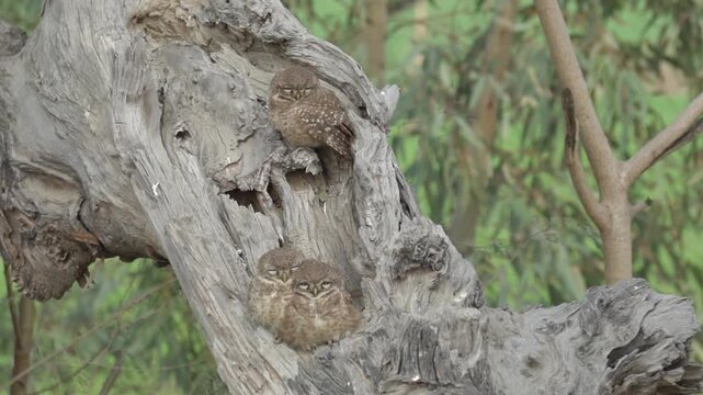 Three spotted owlets sitting in a dead tree hollow. slowmotion