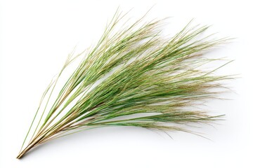 Fototapeta premium Close-up of ornamental grass clump against pure white surface for catalog use