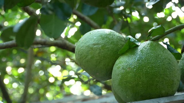 Beautiful close-up of two fresh green pomelos on a branch in a sunlit Vietnamese orchard.