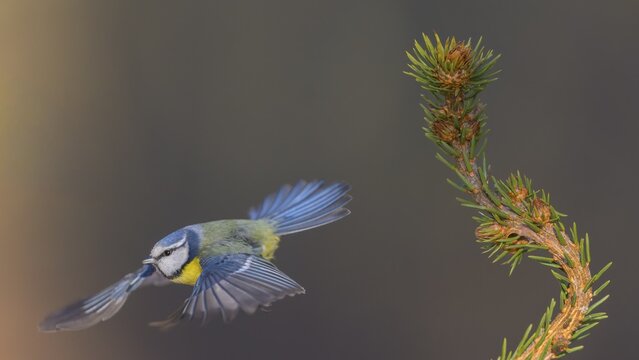 Blue tit (Cyanistes caeruleus), taking off from a spruce top, Swabian Alb biosphere reserve, Baden-W&uuml;rttemberg, Germany