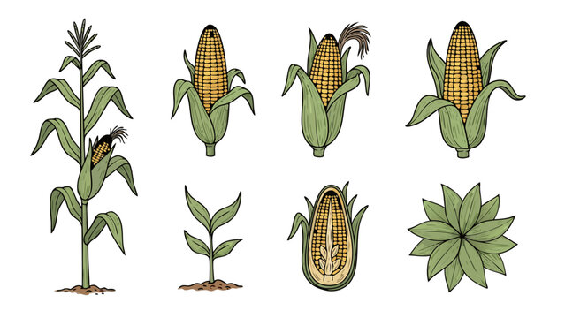 Collection of corn plant growth stages and parts, illustrated in a vintage style