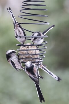 Long-tailed tits (Aegithalos caudatus) at the tit dumpling, Emsland, Lower Saxony, Germany