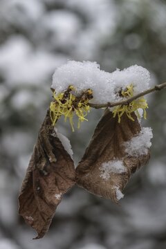 Witch hazel (Hamamelis mollis Pallida) in the snow, Emsland, Lower Saxony, Germany