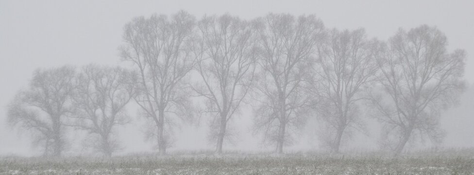 Willows (Salix) in a foggy snowstorm, Emsland, Lower Saxony, Germany