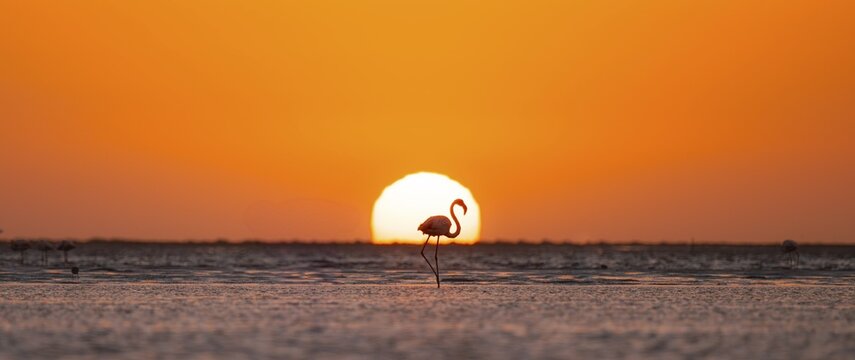 Single pink flamingo (Phoenicopterus roseus) directly in front of the setting sun, backlight, sunset, lagoon at Walfish Bay, Erongo, Namibia