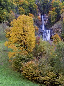Autumn-coloured sycamore maple (Acer pseudo plantanus), at the Diesbach waterfall, Canton Glarus, Switzerland