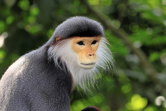 Red-shanked monkey (Pygathrix nemaeus), adult, portrait, relaxed, Southeast Asia