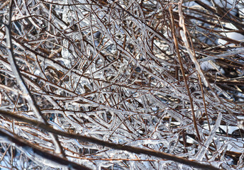 Dense network of bare branches wrapped in clear ice, sparkling in bright winter sunlight.