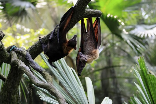 Kalong flying fox (Pteropus vampyrus), adult, two animals, in sleeping tree, during the day, Singapore, Southeast Asia