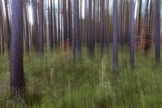 Forest, pine trees (Pinus), pine forest, tree trunks, distorted, moving camera, Dar&szlig;wald, Fischland-Dar&szlig;-Zingst, National Park Vorpommersche Boddenlandschaft, Mecklenburg-Vorpommern, Germany