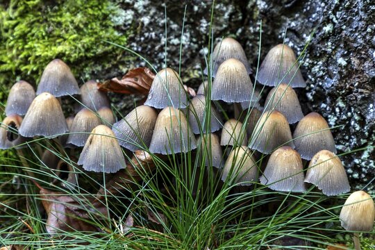 Mushroom, mica tintling (Coprinellus micaceus), Dar&szlig;wald, Dar&szlig;, Fischland-Dar&szlig;-Zingst, Vorpommersche Boddenlandschaft National Park, Mecklenburg-Western Pomerania, Germany