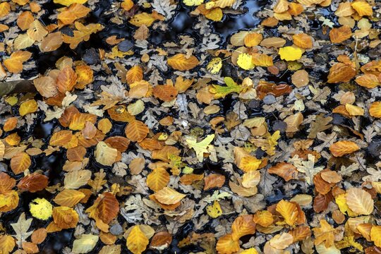 Autumn leaves, autumn-colored leaves floating on moor water, Osterwald, Zingst, Fischland-Dar&szlig;-Zingst, Western Pomerania Lagoon Area National Park, Mecklenburg-Western Pomerania, Germany