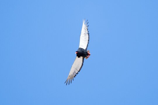 Bateleur (Terathopius ecaudatus), bird of prey flying, Etosha National Park, Namibia