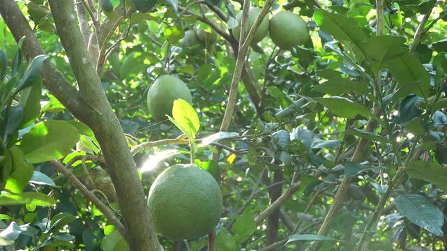 Fresh green-skinned pomelos on branches in a sunny Vietnamese orchard.