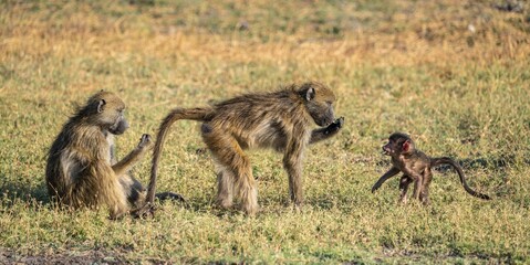 Young animal playing with mother, bear baboons (Papio ursinus), Ihaha, Chobe National Park National Park, Botswan