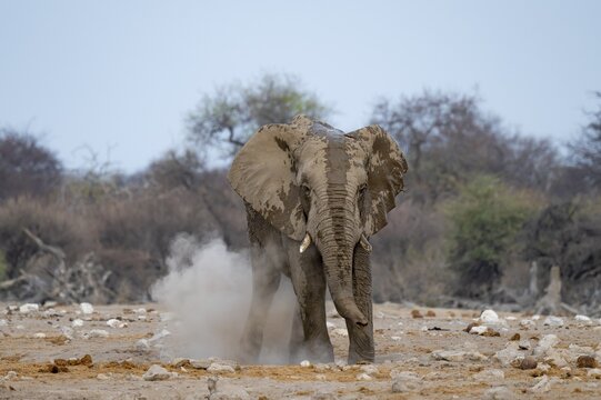 African elephant (Loxodonta africana), taking a mud bath and dusting, Etosha National Park, Namibia