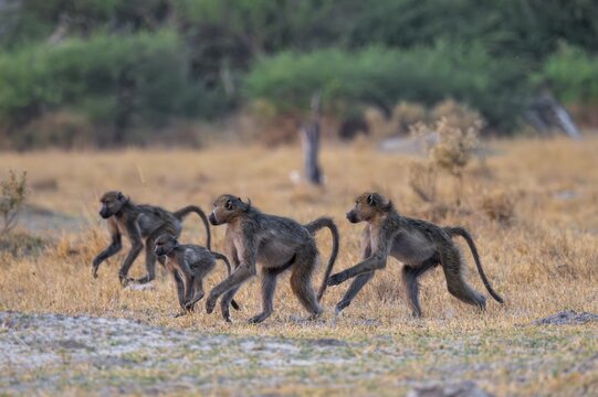 Chacma baboons (Papio ursinus) adults and young animals foraging, Third Bridge, Okavango Delta, Moremi Game Reserve, Botswana