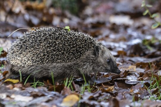 European hedgehog (Erinaceus europaeus), Emsland, Lower Saxony, Germany