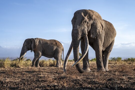 African elephant (Loxodonta africana) in picturesque landscape with the summit of Mount Kilimanjaro, the famous Super Tusker elephant Craig and Pascal, old male with long tusks, in atmospheric evening light, Kajiado County, Kenya
