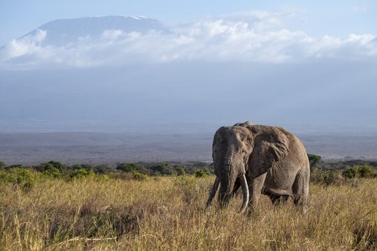 African elephant (Loxodonta africana) in picturesque landscape with the summit of Mount Kilimanjaro, the famous Super Tusker elephant Craig and Pascal, old male with long tusks, in atmospheric evening light, Kajiado County, Kenya