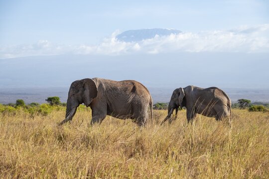 Two African elephants (Loxodonta africana) in a picturesque savanna landscape with the summit of Mount Kilimanjaro, the famous Super Tusker elephant Craig with his friend Pascal, old male with long tusks, in the evening light, Kajiado County, Kenya