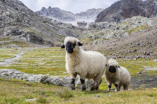 Two Valais Blacknose sheep (Ovis gmelini aries), high alpine mountain valley, Obere Senner Egete, Stubai Alps, near Ridnaun, South Tyrol, Italy